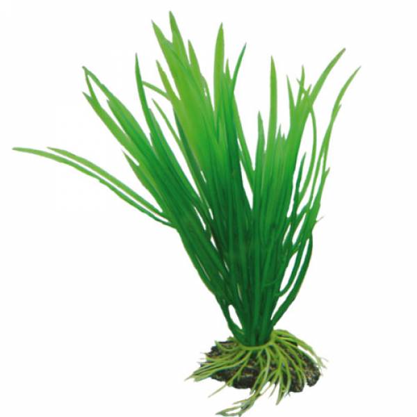 Cyperus 16 cm